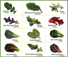 Chart showing different types of salad greens