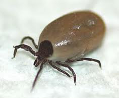 Ticks cause Lyme Disease