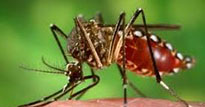 The Zika Mosquito