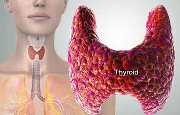 A view of a Thyroid Gland